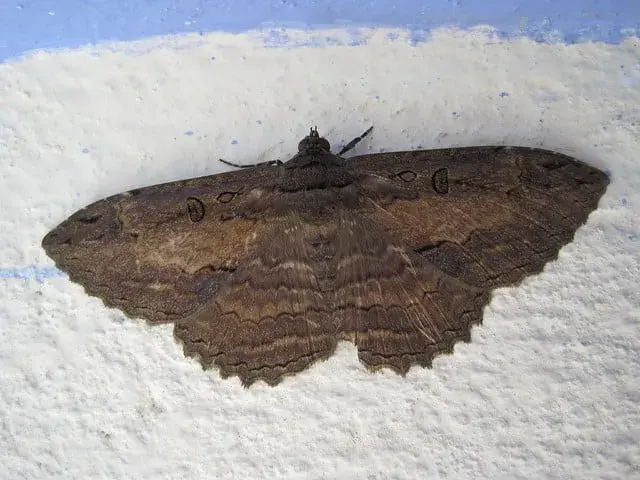 Black moth (Thysania agrippina) on a wall.