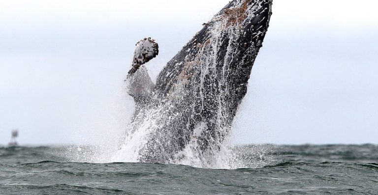 avistamiento de ballenas, Colombia, ballenas en Colombia, ecología, naturaleza, ballenatos, sabrosura