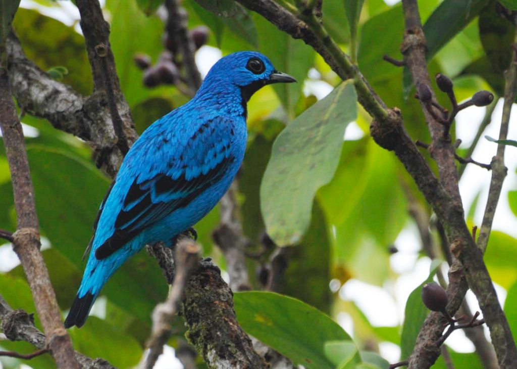 Cotinga azul. Foto: Reserva Natural El Almejal