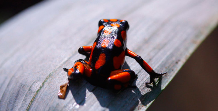 Colombian fauna, frogs, Nature