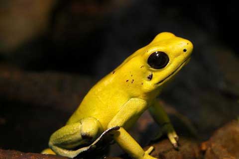 Golden Poison Dart Frog, Dart Frog