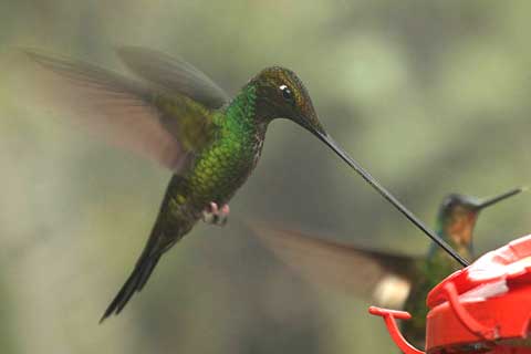 Sword-billed Hummingbird, hummingbird