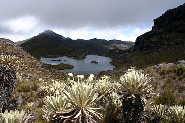 Paramo zone Colombia climate, nature and plants surrounding wetland, many clouds and mountains, frailejones