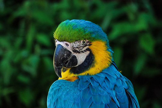 Colombian bird parrot