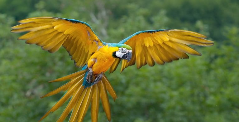 Colombian birds, Animals, Ecologism, Fauna, Tropical