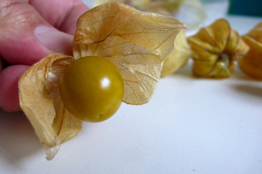 a hand holding an small and yellow golden berry, a Colombian fruit