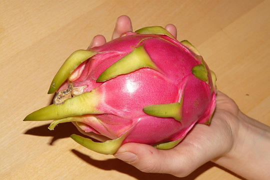 a colorful dragon fruit holded by a person