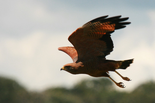 Savanna Hawk, Colombian birds