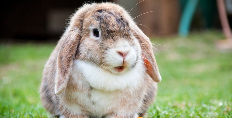 Colombian animal slang, Hacer conejo, "doing a rabbit", Colombian slang