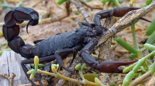 Colombian scorpions, Colombia's poisonous animals, Alacrán, Black scorpion