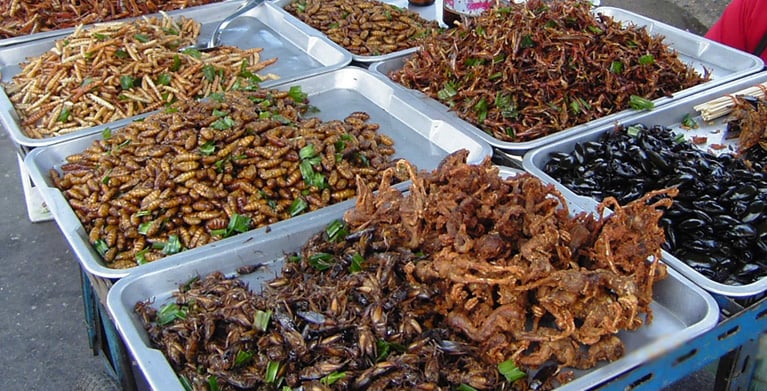 Edible insects, food, rare dish, Colombia
