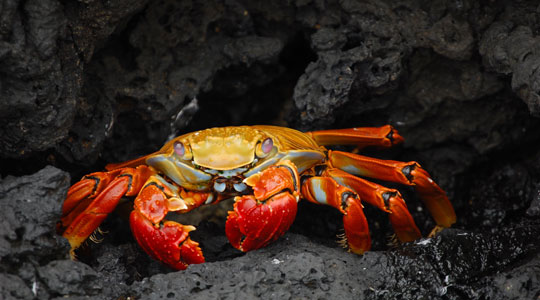 Colombian animals, animals in Colombia, crabs