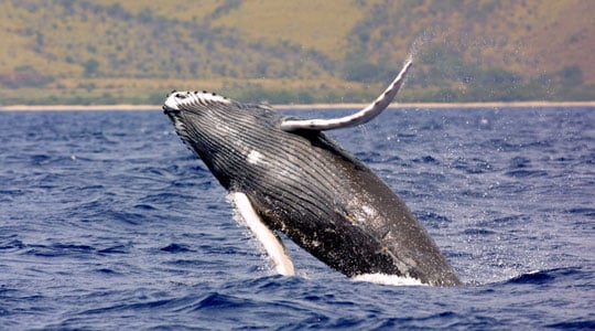 Humpack whales Colombia, animals in Colombia, Colombian animals