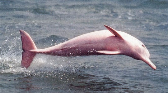 Colombian Pink Dolphin