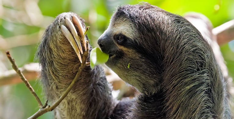 Sloth, Colombian animals, animals in Colombia, Fauna