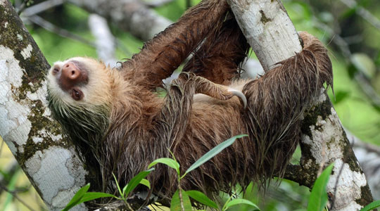 Sloth, Sloth Colombia, Colombian animals, animals in Colombia