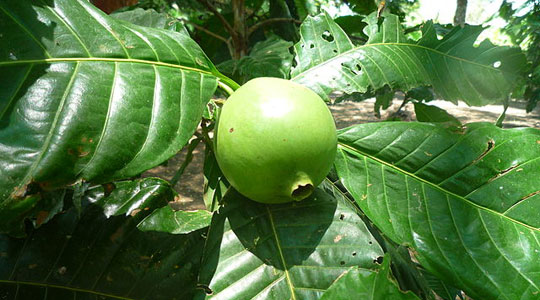 Borojo, borojó, exotic fruit and aphrodisiac from colombia