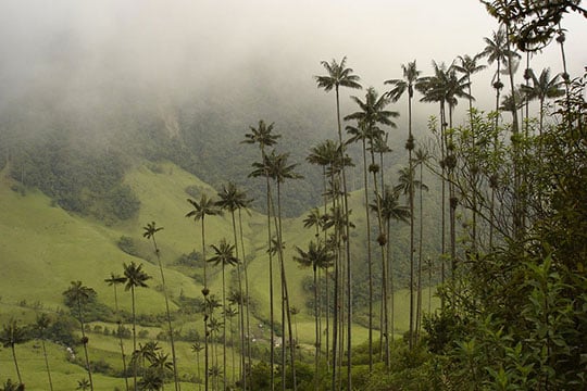 colombian plants