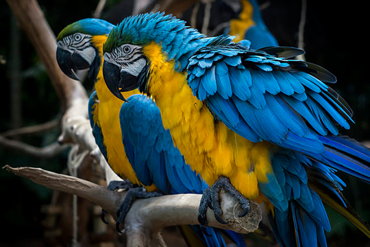 Colombian birds