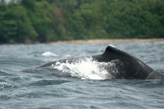 A humpback whale in Choco