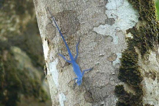 colombian nature, blue anole, Flora and fauna, geco, animals of Colombia