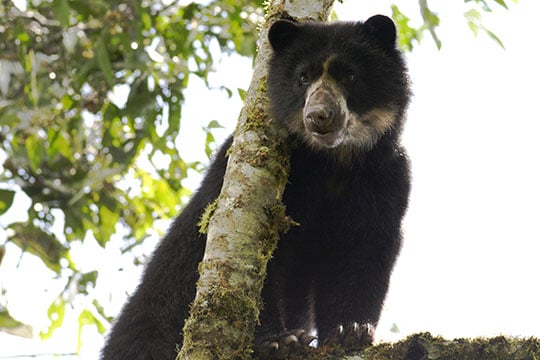 colombian animals, Spectacled Bear, flora and fauna, oso de anteojos, animals of Colombia