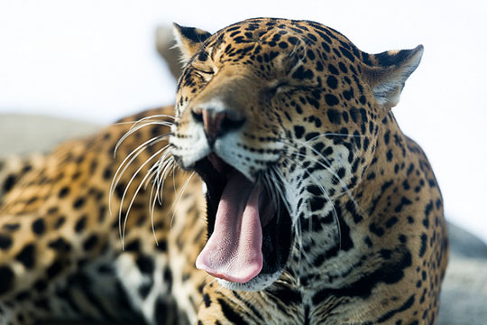 colombian animals, jaguar, Flora and fauna, jaguar cat,animals of Colombia