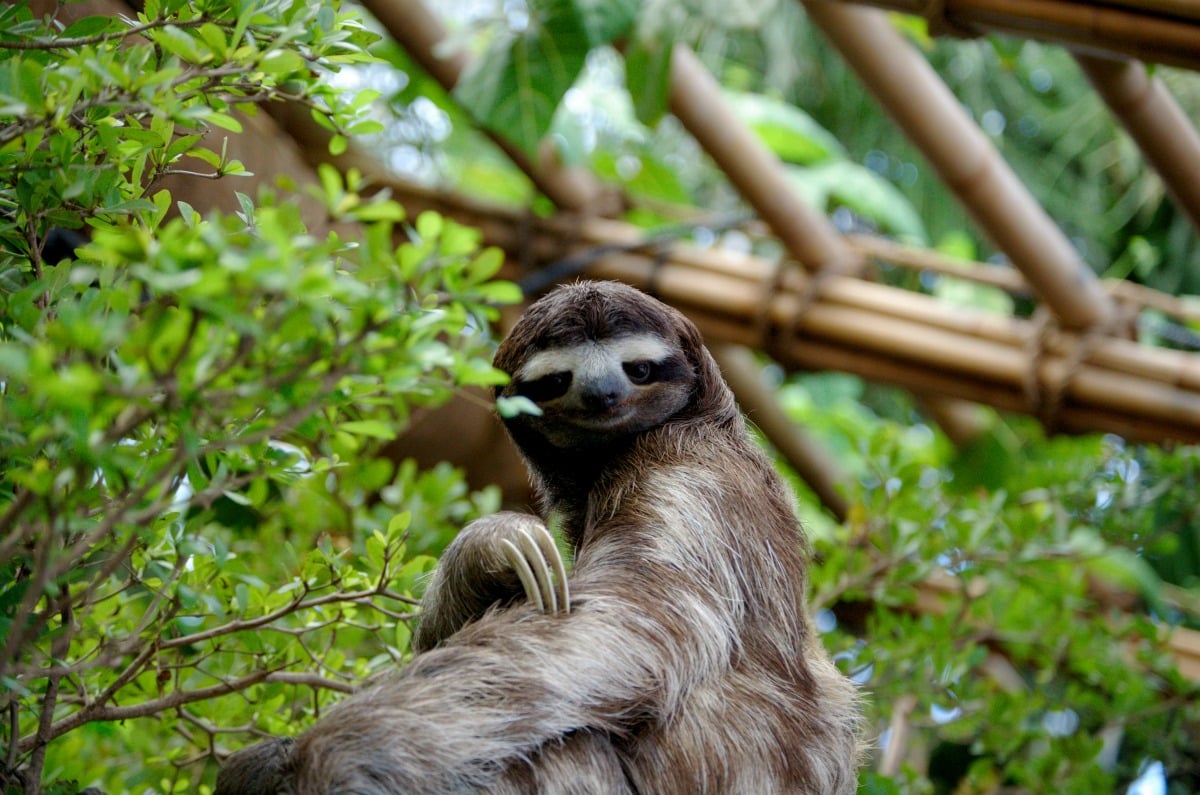 Sloth, Colombian fauna, bears, nature, landscapes