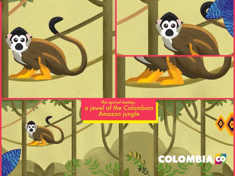 Colombia’s biodiversity, fourth in types of mammals on earth | Colombia Country Brand 