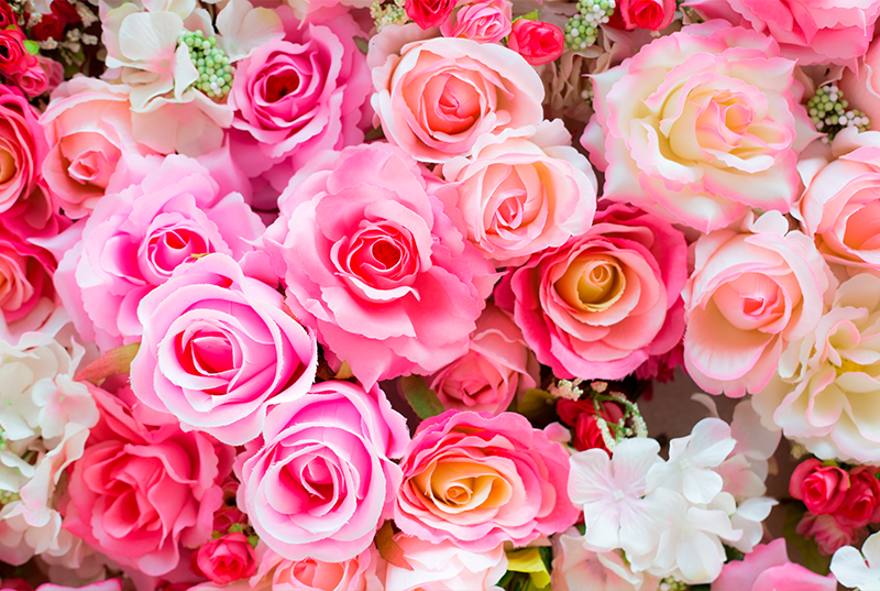 foto variedad rosas rosadas, rosas colombianas, flores colombianas, rosas rosadas, flores de colombia