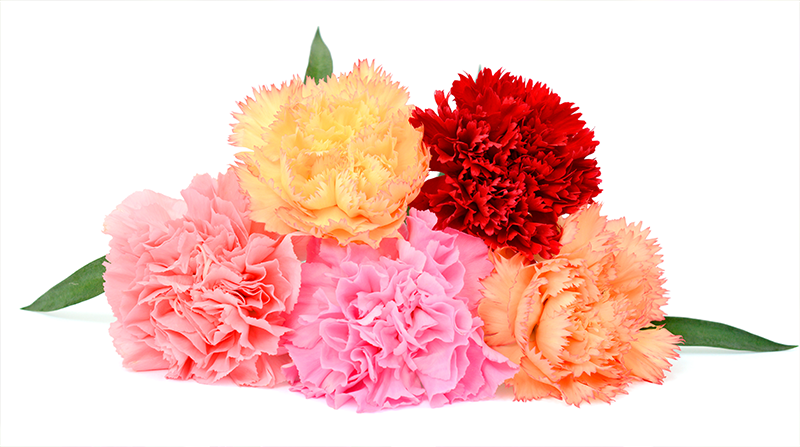foto claveles de varios colores, clavel flor, flores colombianas, claveles colombianos, claveles rojos