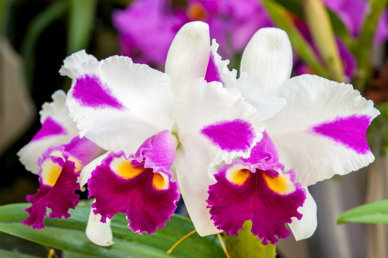 foto de orquídeas morada con blanco, orquídeas colombianas, orquídeas blancas, flores colombianas
