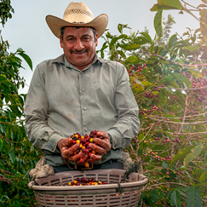 A Coffee picker selects only the best beans. Discover why Colombian Coffee is the greatest in the world | Colombia Country Brand