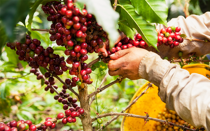 Colombian coffee pickers only select the best beans | Colombia Country Brand
