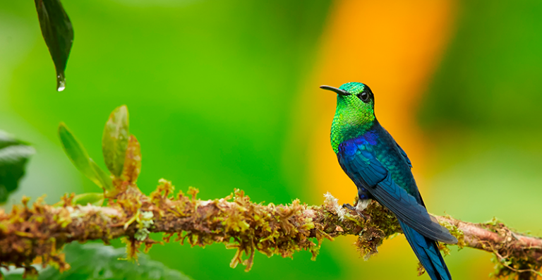 Colombia feels like home with its more than 1,920 bird species | Colombia Country Brand