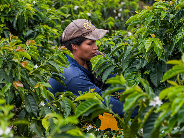 Coffee harvesting across Huila crops.