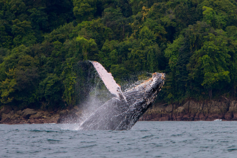 Humpback whale off the coast of Nuquí in the Colombian Pacific. 