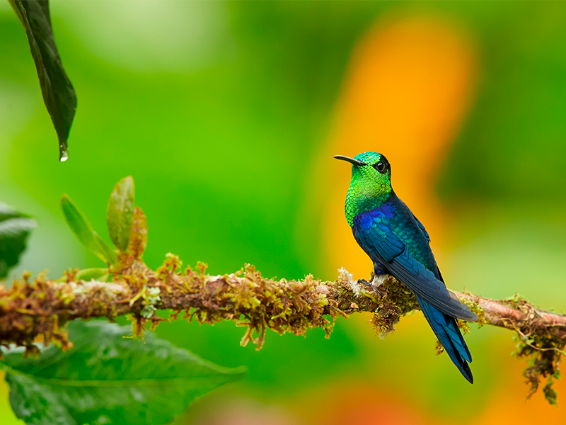 On se sent chez soi en appréciant les milliers d'espèces d'oiseaux qu'il y a en Colombie | Marque Pays Colombie