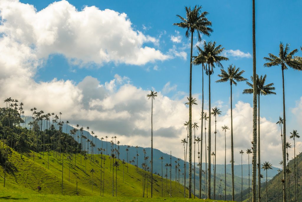 Un des lieux à visiter en Colombie est, sans aucun doute, où sont les palmiers le plus hauts du monde | Marque Pays Colombie