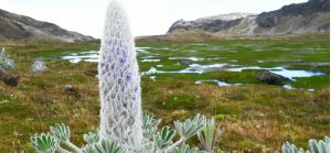 Lupinnus_alepecuriodes_-_Mario_H_Franco