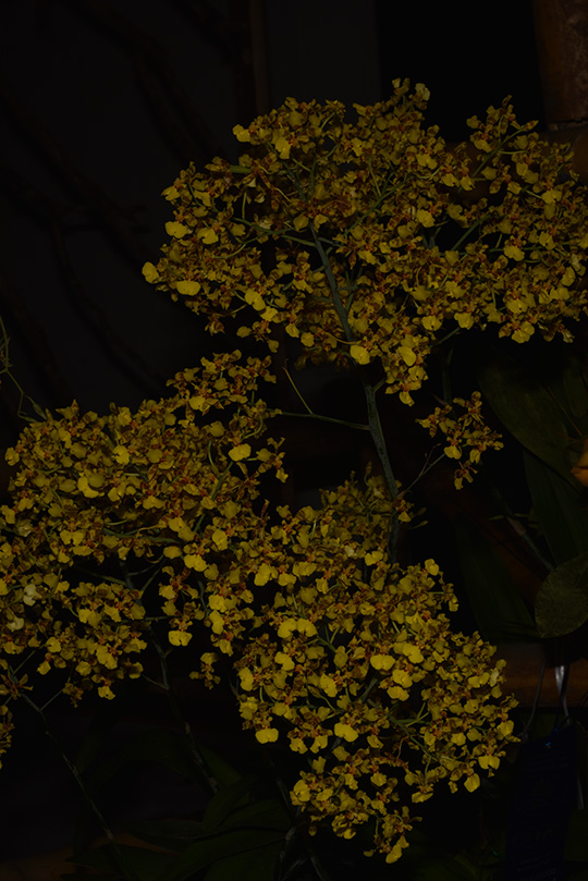 Orquídeas en Colombia