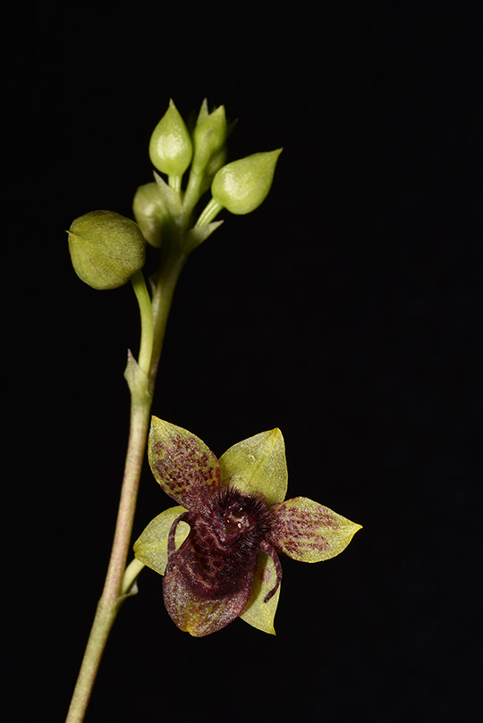 Orquídeas en Colombia
