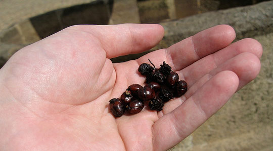 Foto: Marcelo Träsel