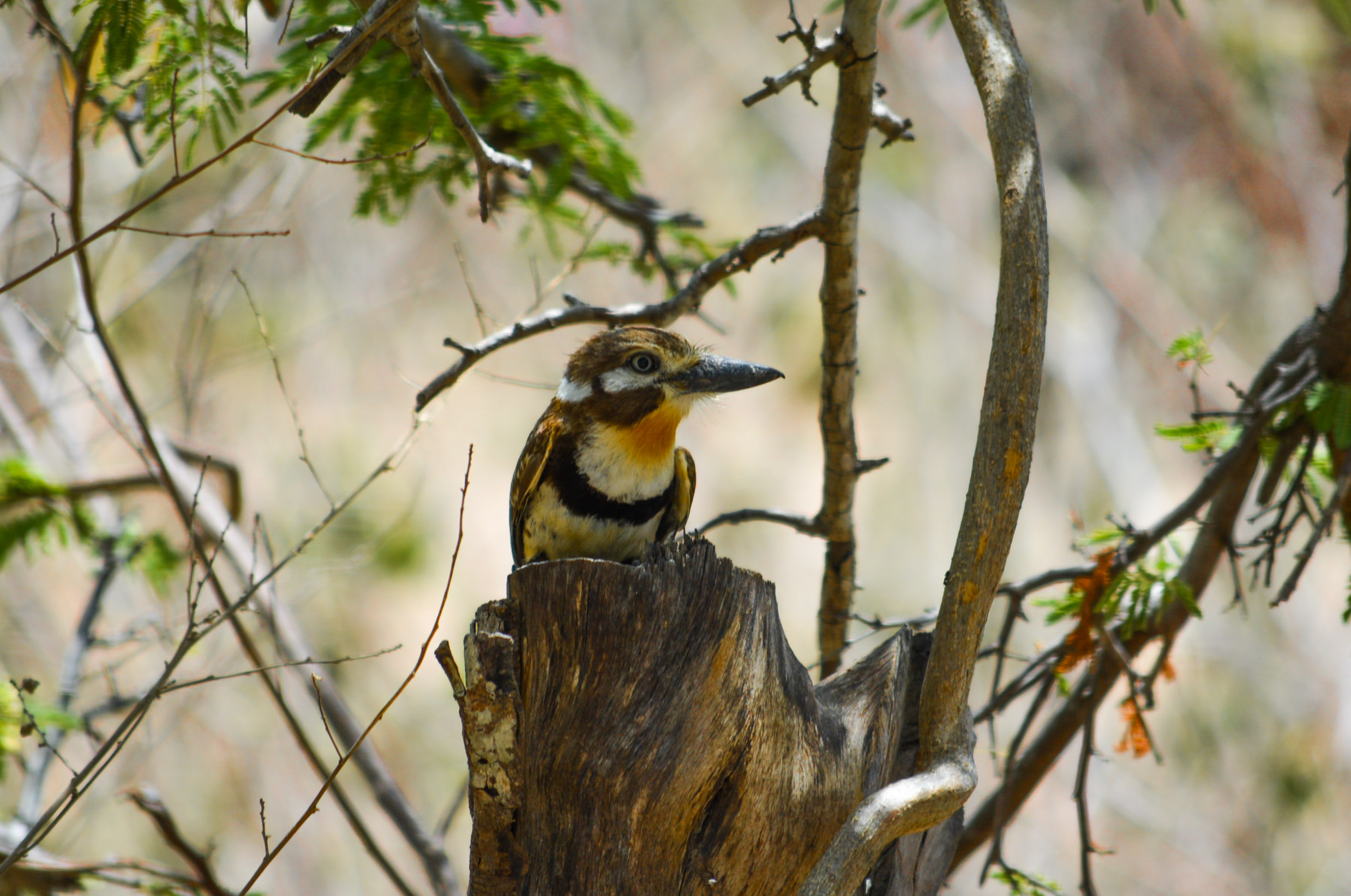 aves colombianas, avistamiento de aves en colombia