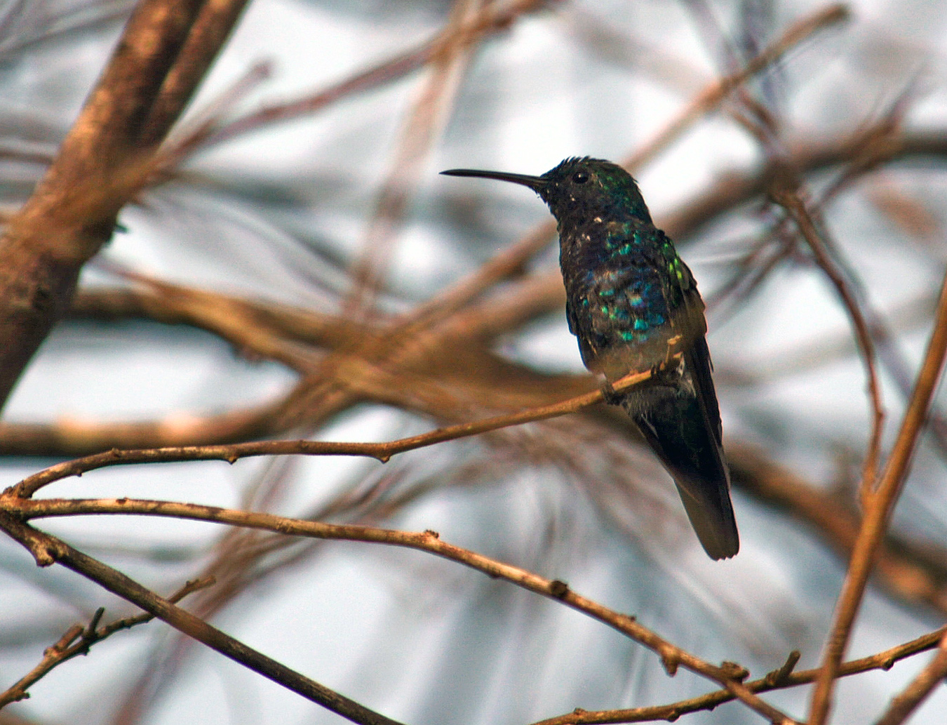 aves colombianas, avistamiento de aves en colombia