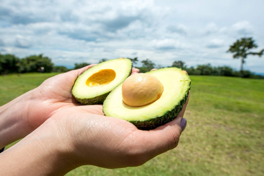 Aguacate partido en dos sostenido por dos manos con fondo de un paisaje, Aguacate, aguacate hass, frutas colombianas, nutrición y belleza