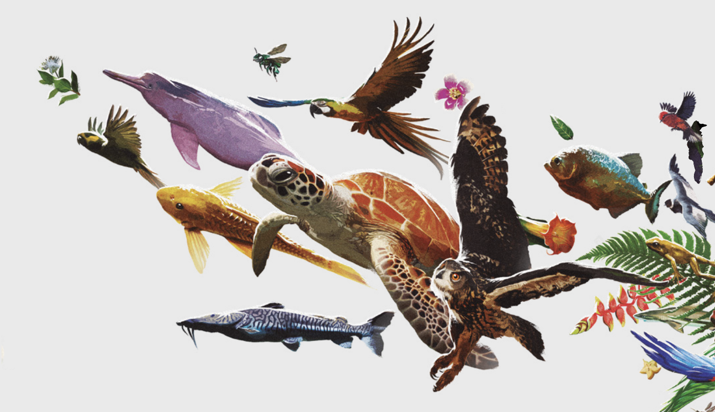 Diversidad de flora y fauna colombiana