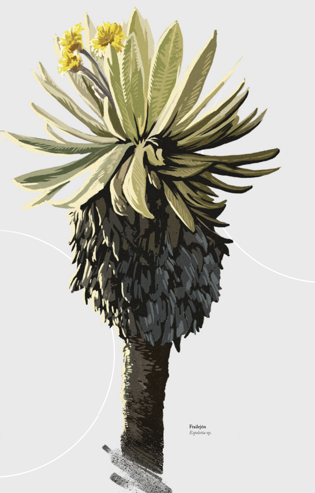 Fraijelón, planta nativade los páramos colombianos