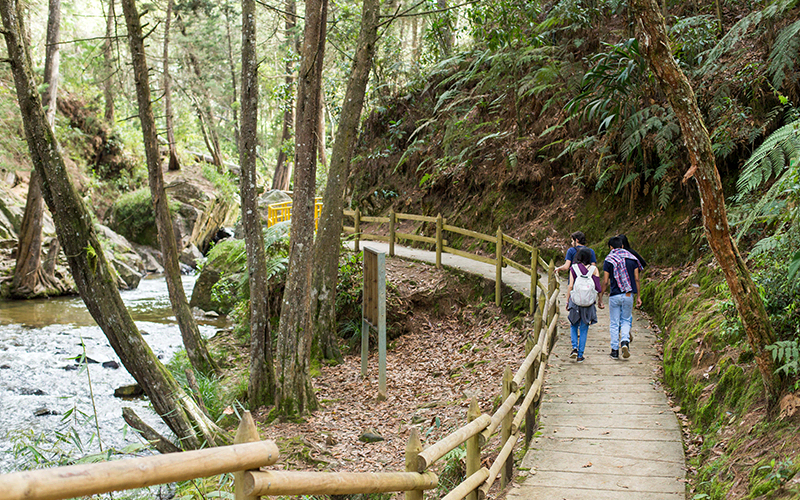 Arví Regional Park in Medellin | Colombia Country Brand