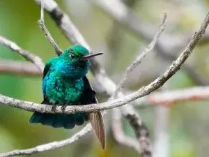 Chiribiquete emerald. Photo taken in Caño Negro, Caquetá, by Peter Hobbs. Photo courtesy of ebird.org.